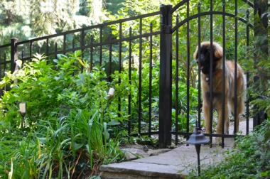 Augustine fence with gate and dog in garden