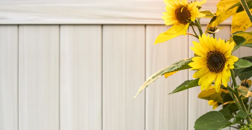 Sunflowers in front of a vinyl privacy fence