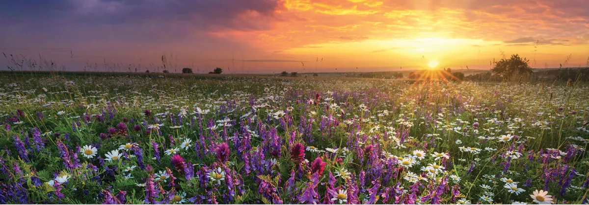 sunset over a field of flowers