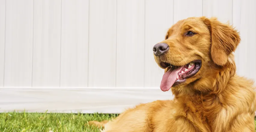 A golden retriever is lying on the grass with its tongue out. The dog looks content and relaxed, and a white fence serves as the background.